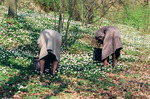 Två fina blomster tanter bland vitsipporna.