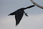 Great-tailed Grackle