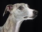 Whippet