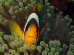 Twoband anemonefish