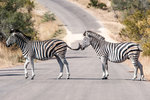 Pedestrians crossing