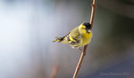 Grönsiska (Carduelis Spinus)