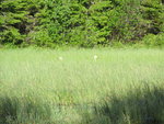 The Whooper Swans at breakfast