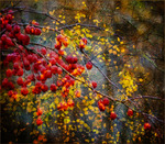 Röda bär och gula löv