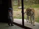 Öga mot öga med tigern