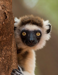 Verreaux's Sifaka unge 20151025-8514.jpg