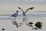 Fläckorna på stranden