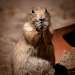 Fr&aring;n Kolm&aring;rdens djurpark