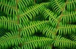 Abel Tasman National Park (detalj)