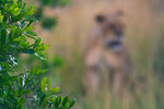 En buske i Masai Mara