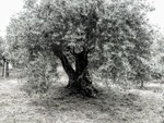 Olivträd