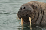 More walruses