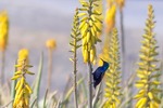 Purple Sunbird (Male)