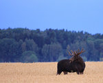 Älg på sädesfälten