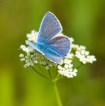 Silverbl&aring;vinge