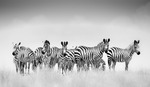Zebra harem