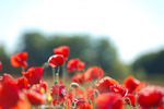 Poppy field, Visby