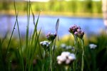 Kattfot, Antennaria dioica