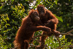 Orangutangernas resononemang