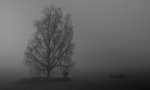 Träd i dimma