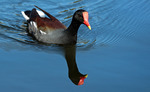 Common Moorhen