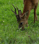 Betande bock