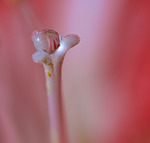 Droppe i Amaryllis och Amaryllis i droppe