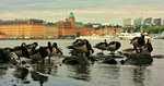 Naturen och djuren mitt i stockholm