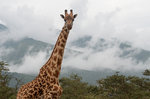 Nyfiken giraff