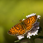 P&auml;rlemorfj&auml;ril