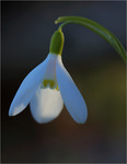 Sn&ouml;droppe