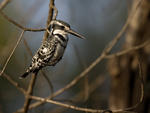 Pied Kingfisher