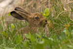 Hare.