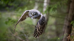 Lappuggla / Great Grey Owl