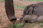 Sjuk Elefant Baby