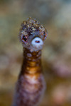 Pipefish