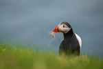 Puffin