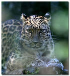 Amurleopard