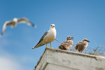 Naturen in på knuten