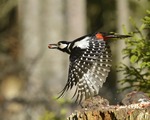 flygande större hackspett