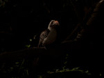 Red Billed Hornbill