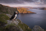 Puffin view
