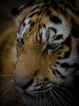 Porträtt av en tiger