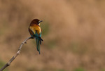 Color bird European Bee Eater