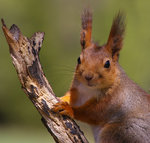 Portr&auml;tt p&aring; ekorre.