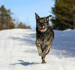 Happy dog!