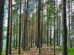 Pajarinniemi, Kitee, Finland