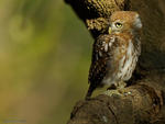 Pearl-spotted Owlet