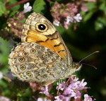 Vackert m&ouml;nster