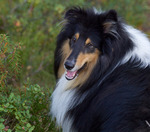 Lillis tre och ett halvt &aring;r